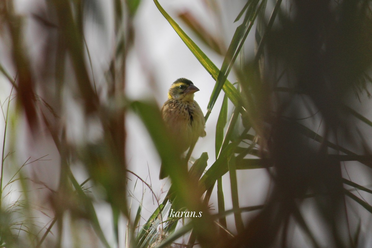 Streaked Weaver - ML617971001