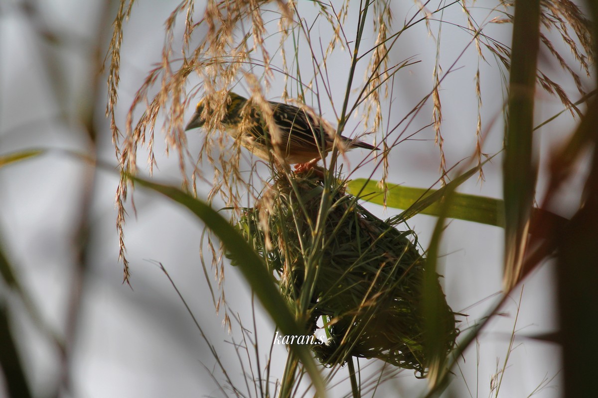 Streaked Weaver - ML617971002