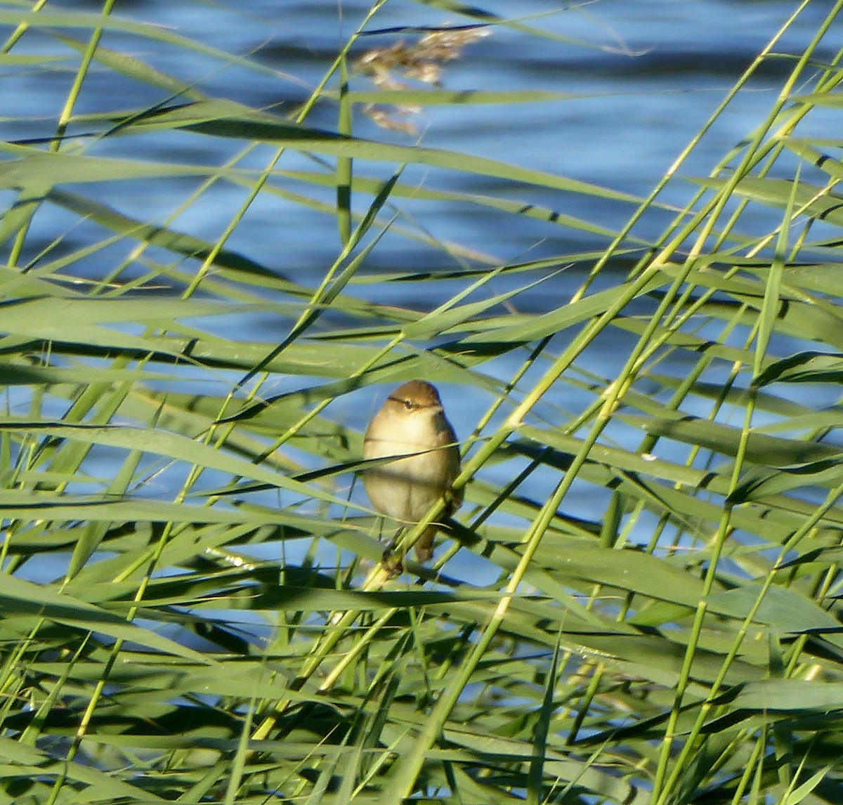 Common/Great Reed Warbler - ML61797101