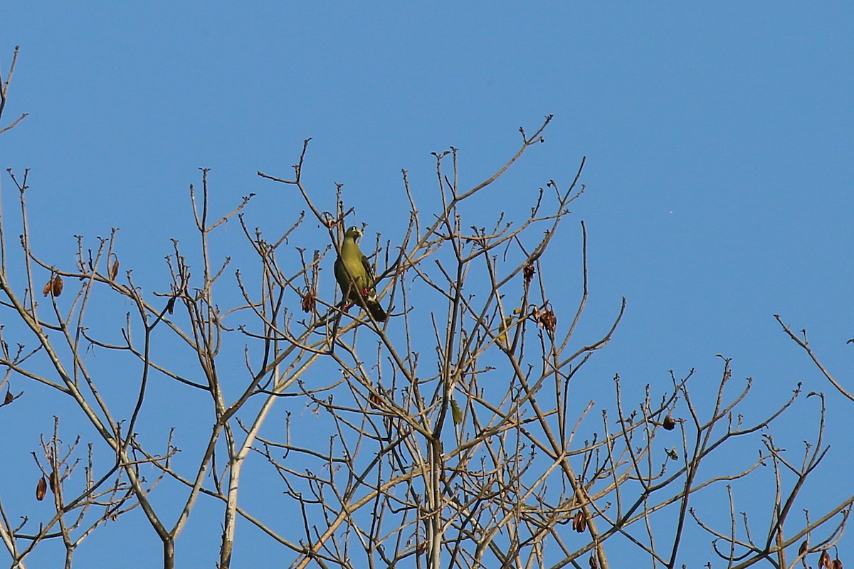 Thick-billed Green-Pigeon - ML617971014