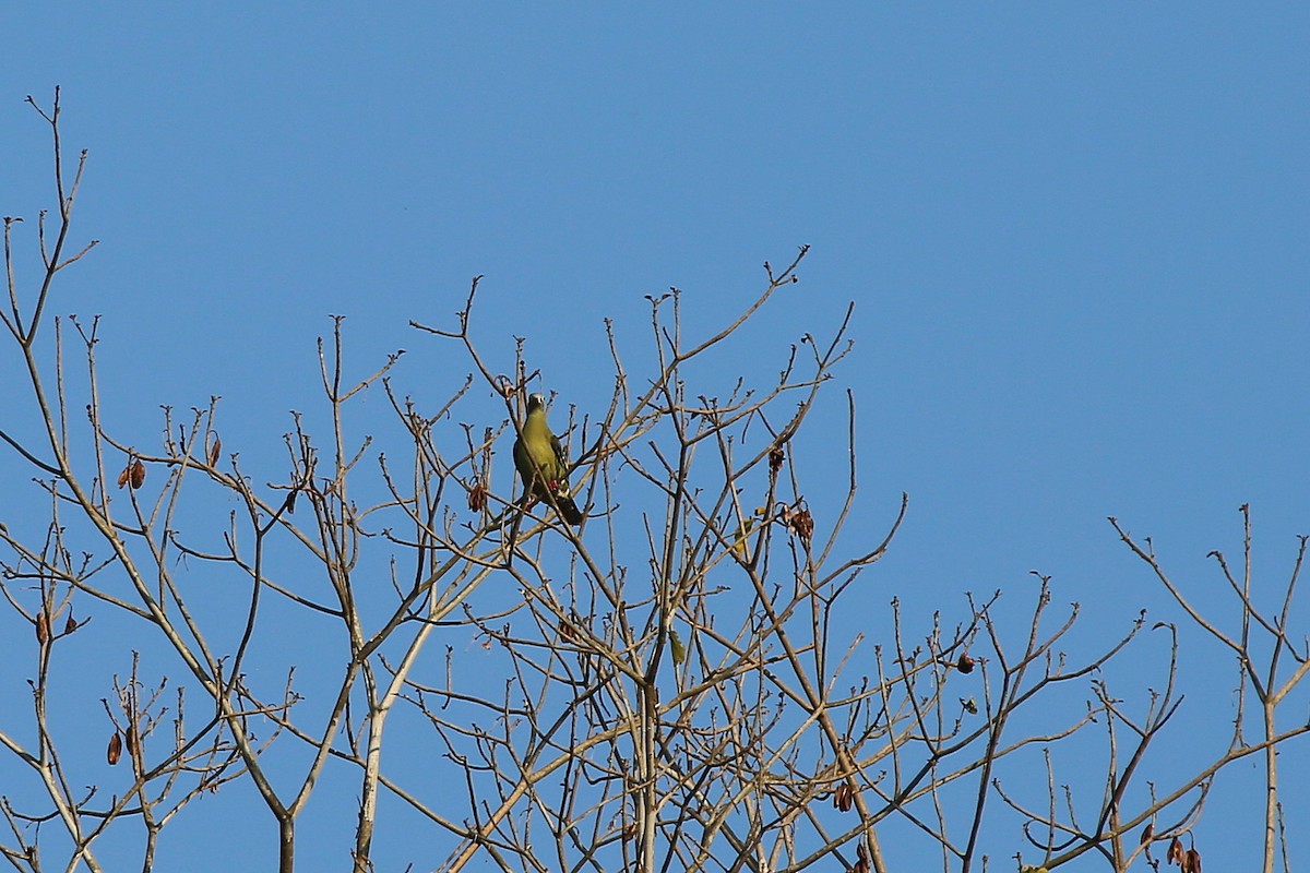 Thick-billed Green-Pigeon - ML617971015