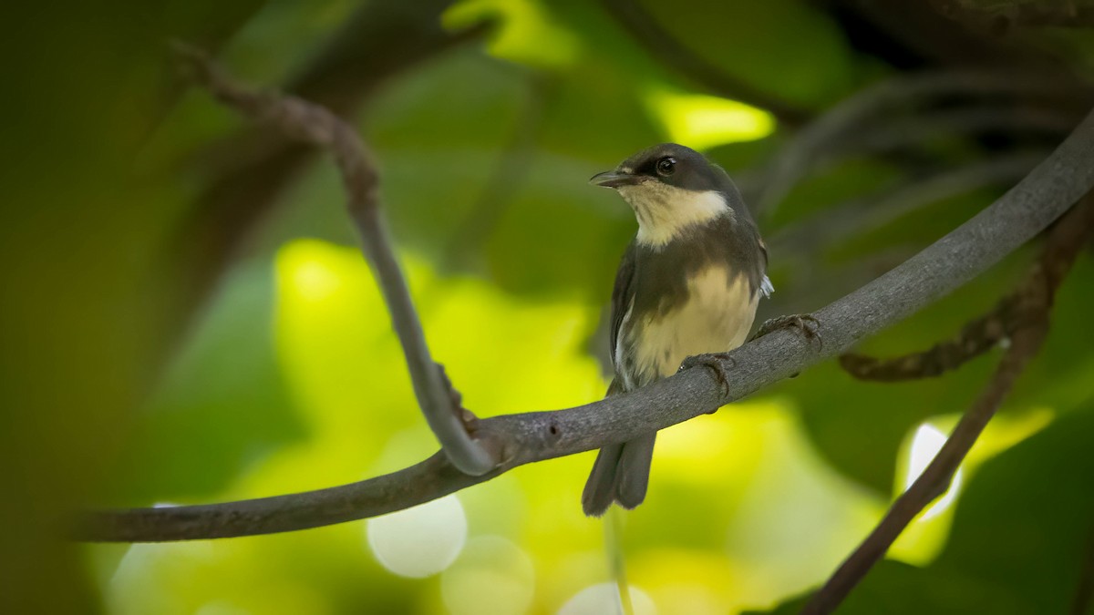 Dohrn's Thrush-Babbler - ML617971021