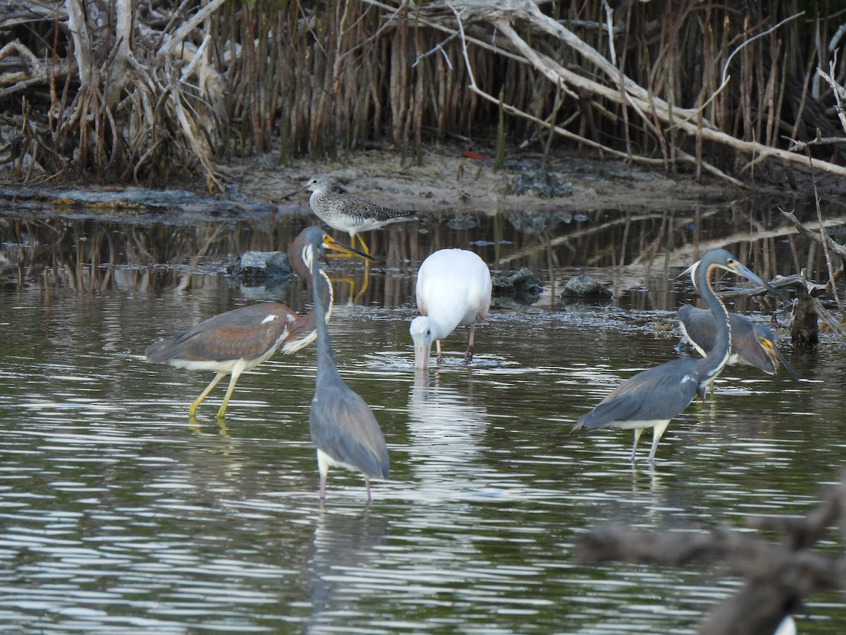 Tricolored Heron - Doris Brookens