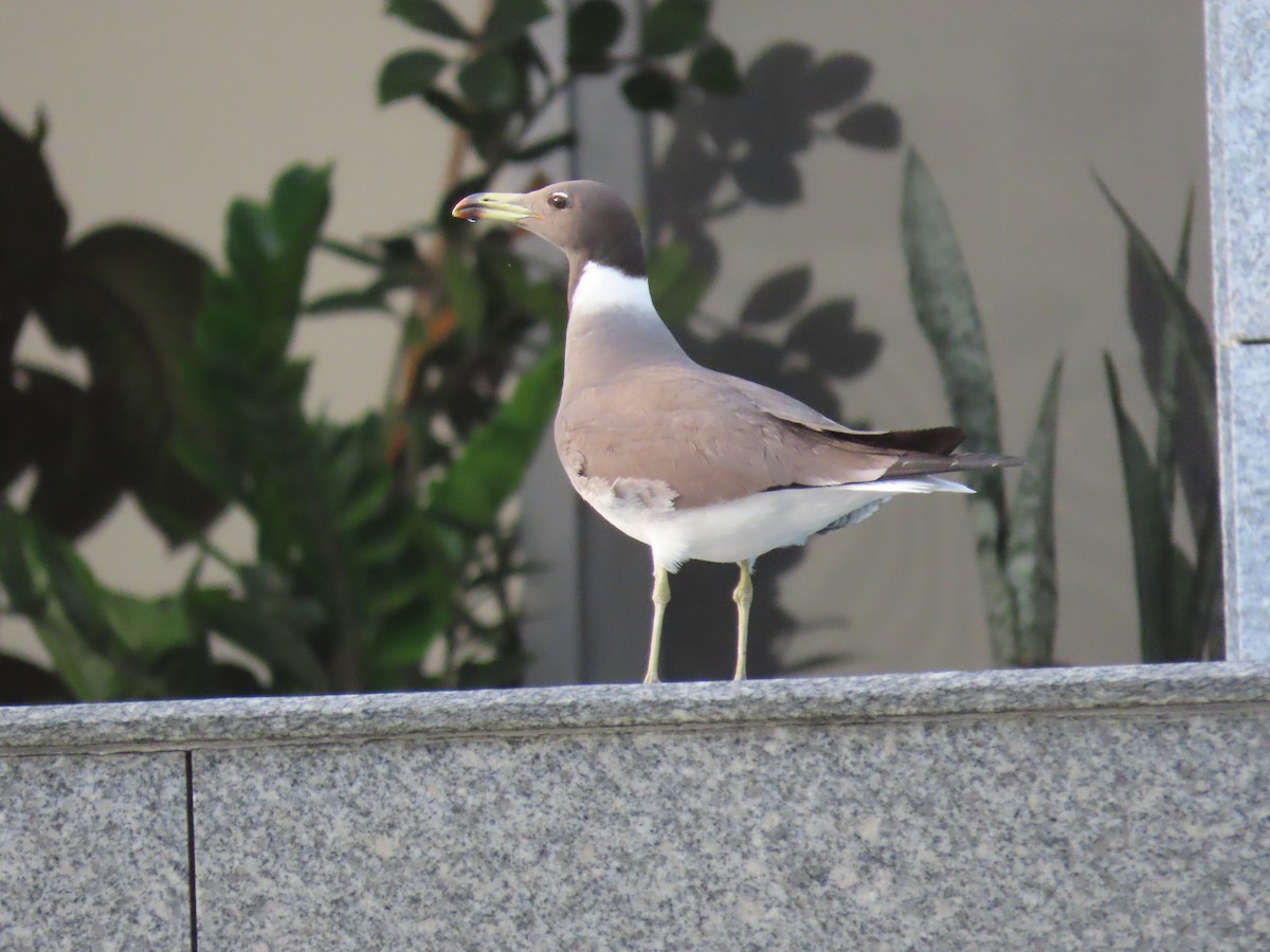 Gaviota Cejiblanca - ML617971048