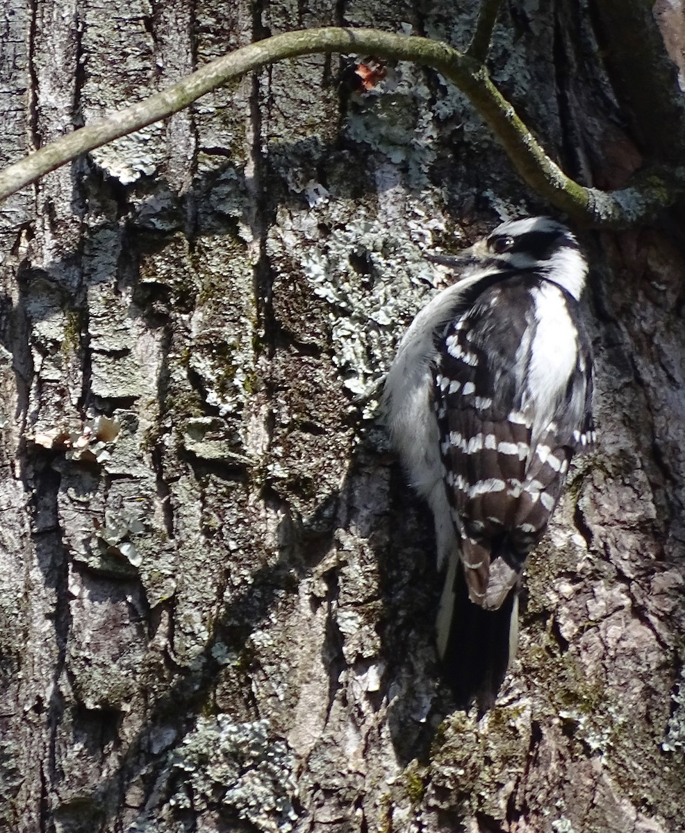 Downy Woodpecker - ML617971069