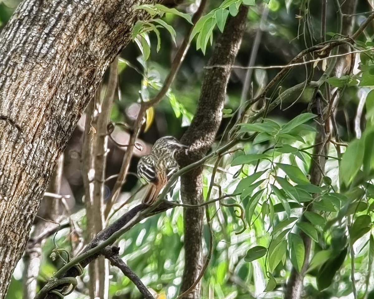 Sulphur-bellied Flycatcher - ML617971084