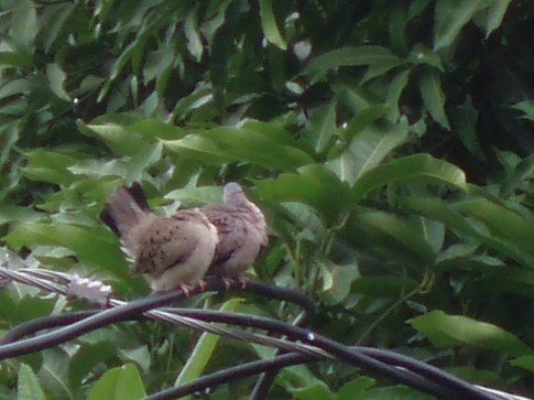 Common Ground Dove - Jeffrey Turner