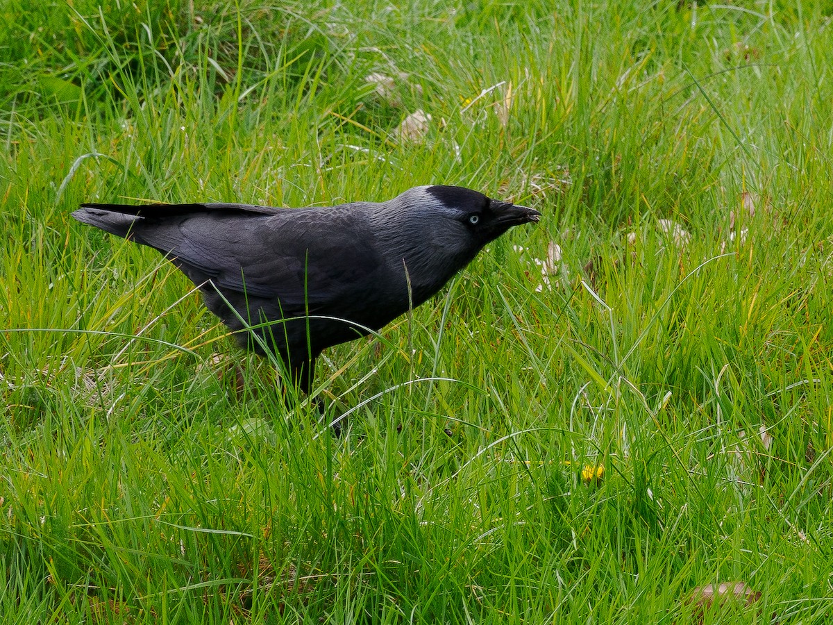 Eurasian Jackdaw - ML617971098
