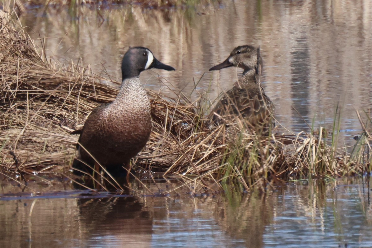 Blue-winged Teal - Edward Flanders