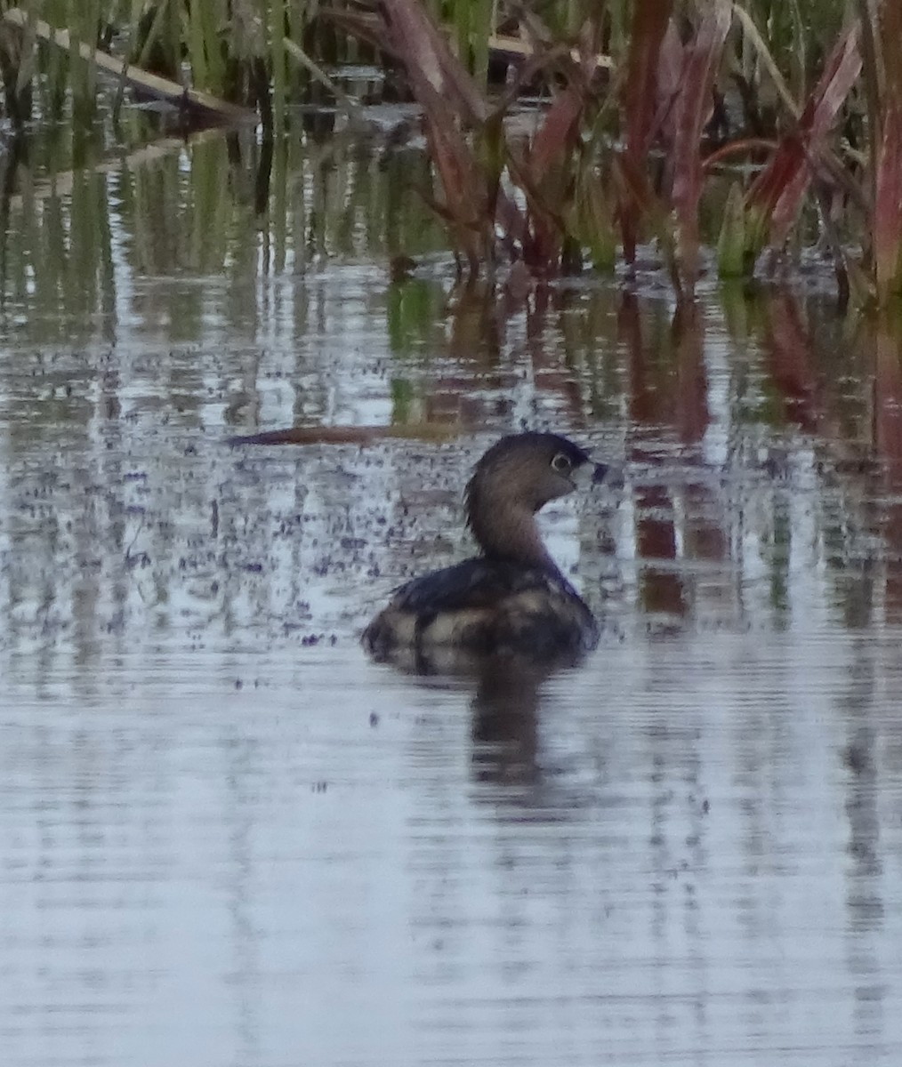 Pied-billed Grebe - ML617971134