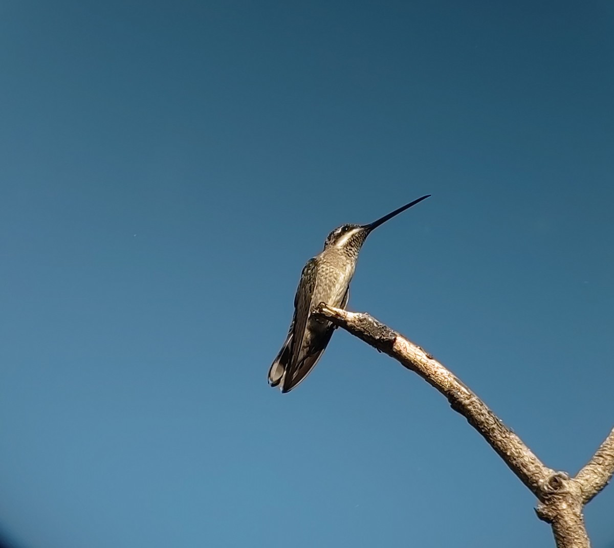 kolibřík achátový - ML617971149