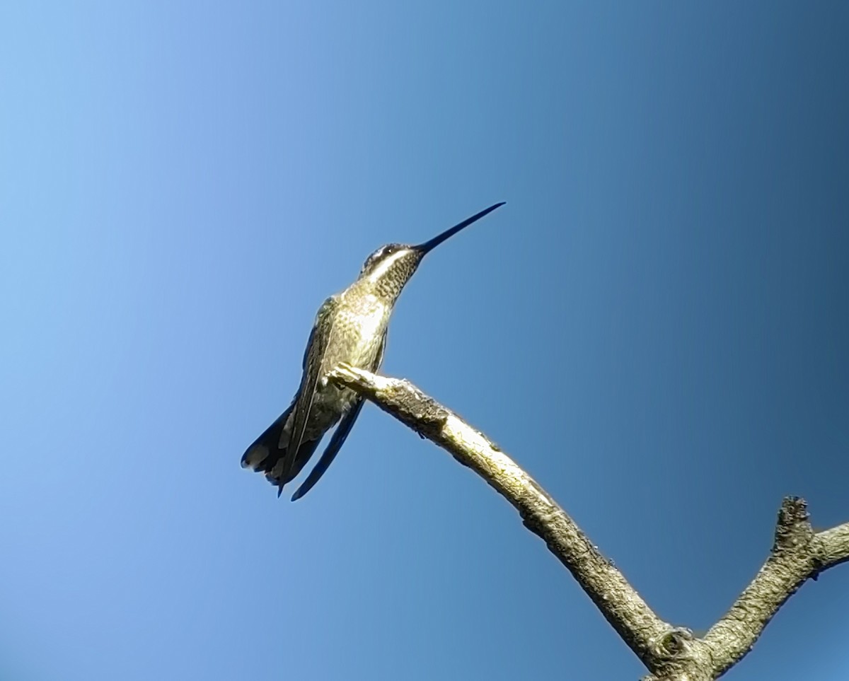 Colibrí Pochotero - ML617971150