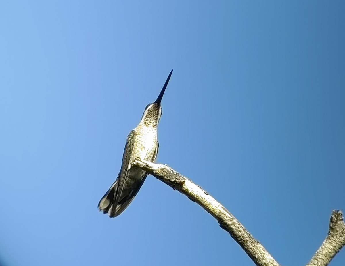 kolibřík achátový - ML617971151