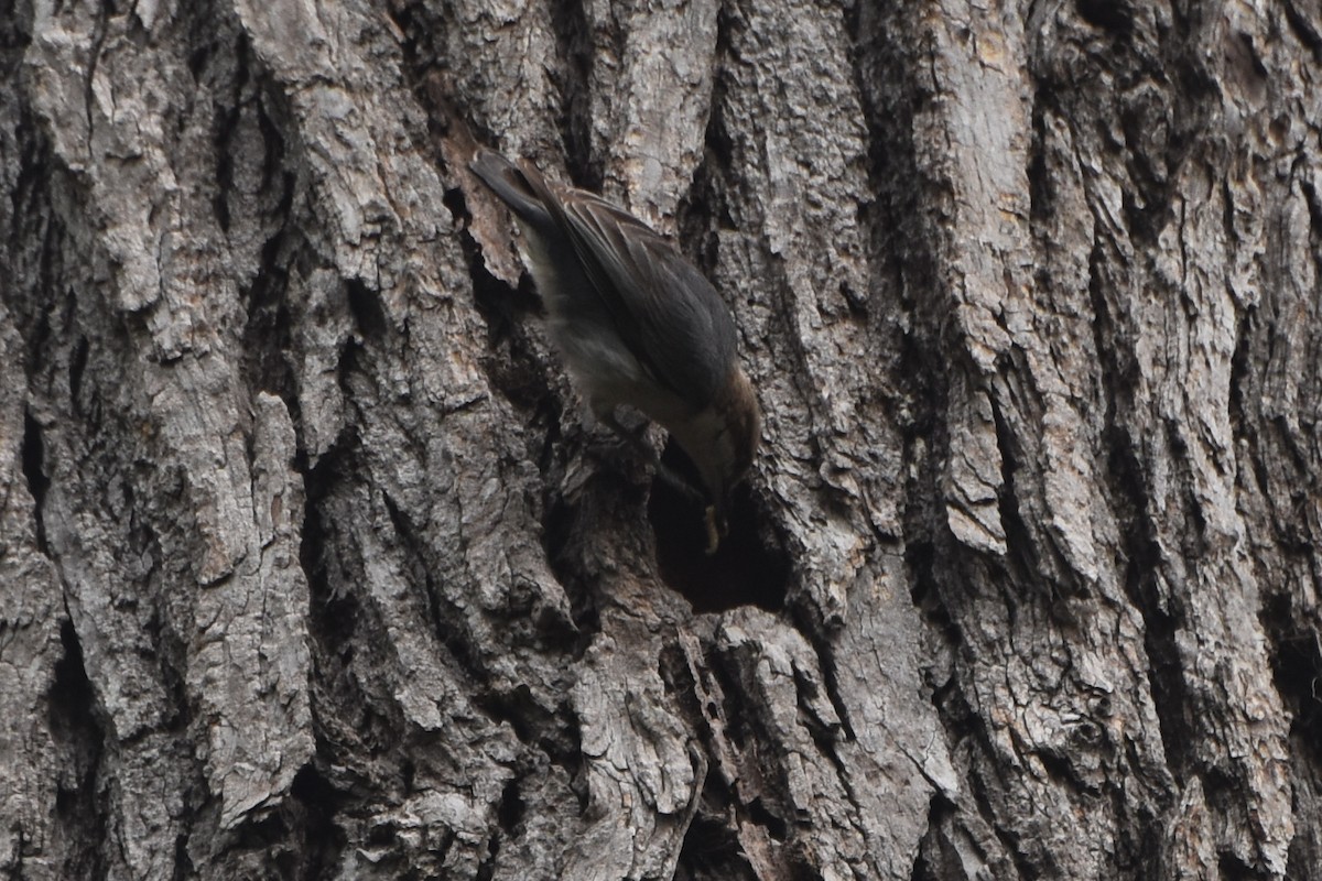 Brown-headed Nuthatch - stephen johnson  🦜