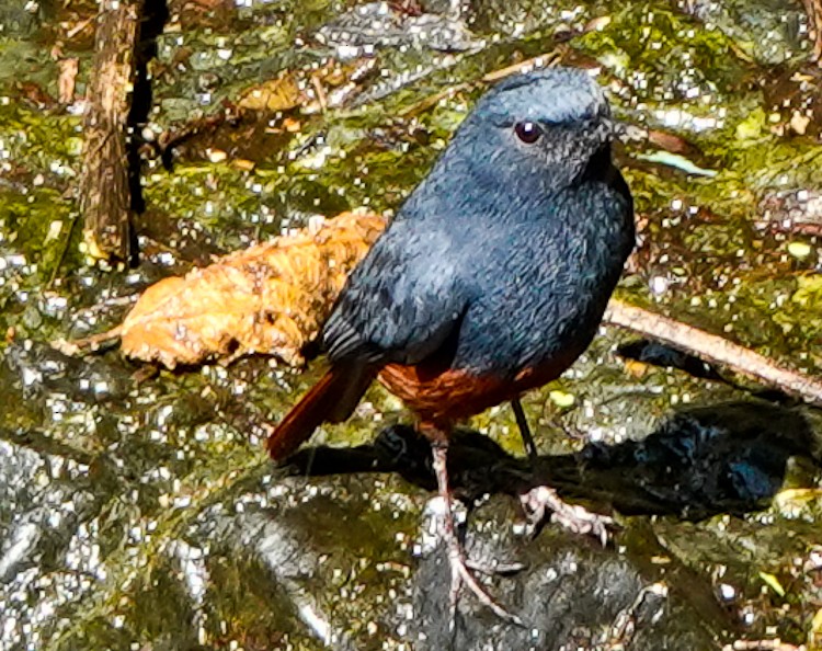 Luzon Redstart - ML617971202