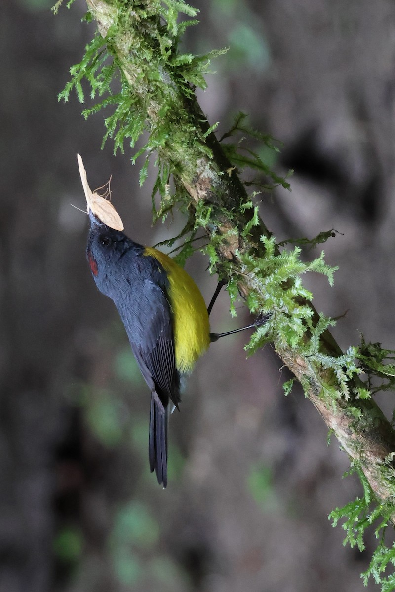 Slate-throated Redstart - ML617971206