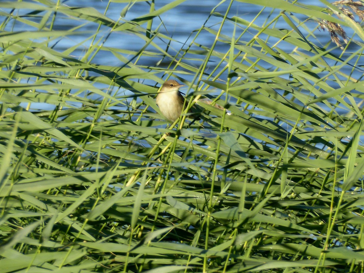 Common/Great Reed Warbler - ML61797121