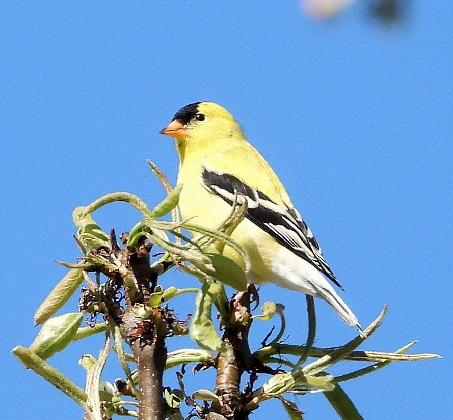 American Goldfinch - ML617971227
