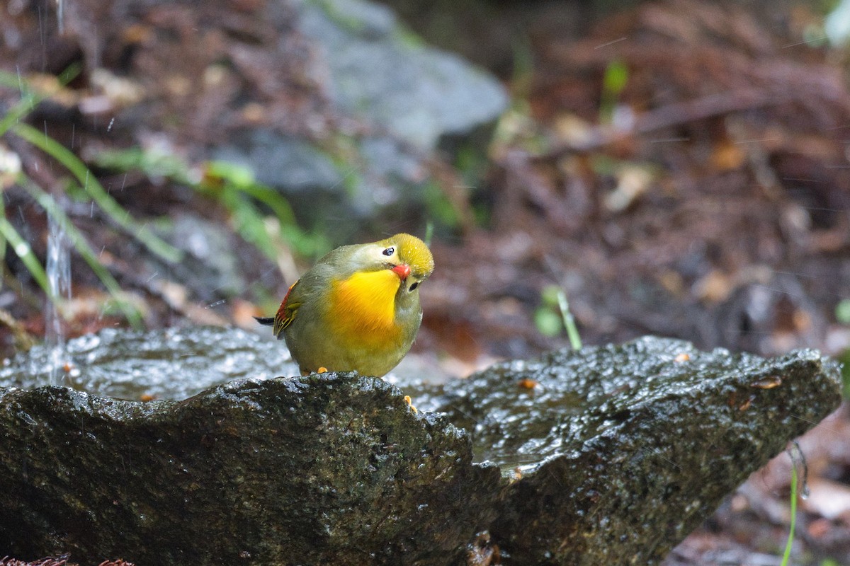 Red-billed Leiothrix - ML617971228