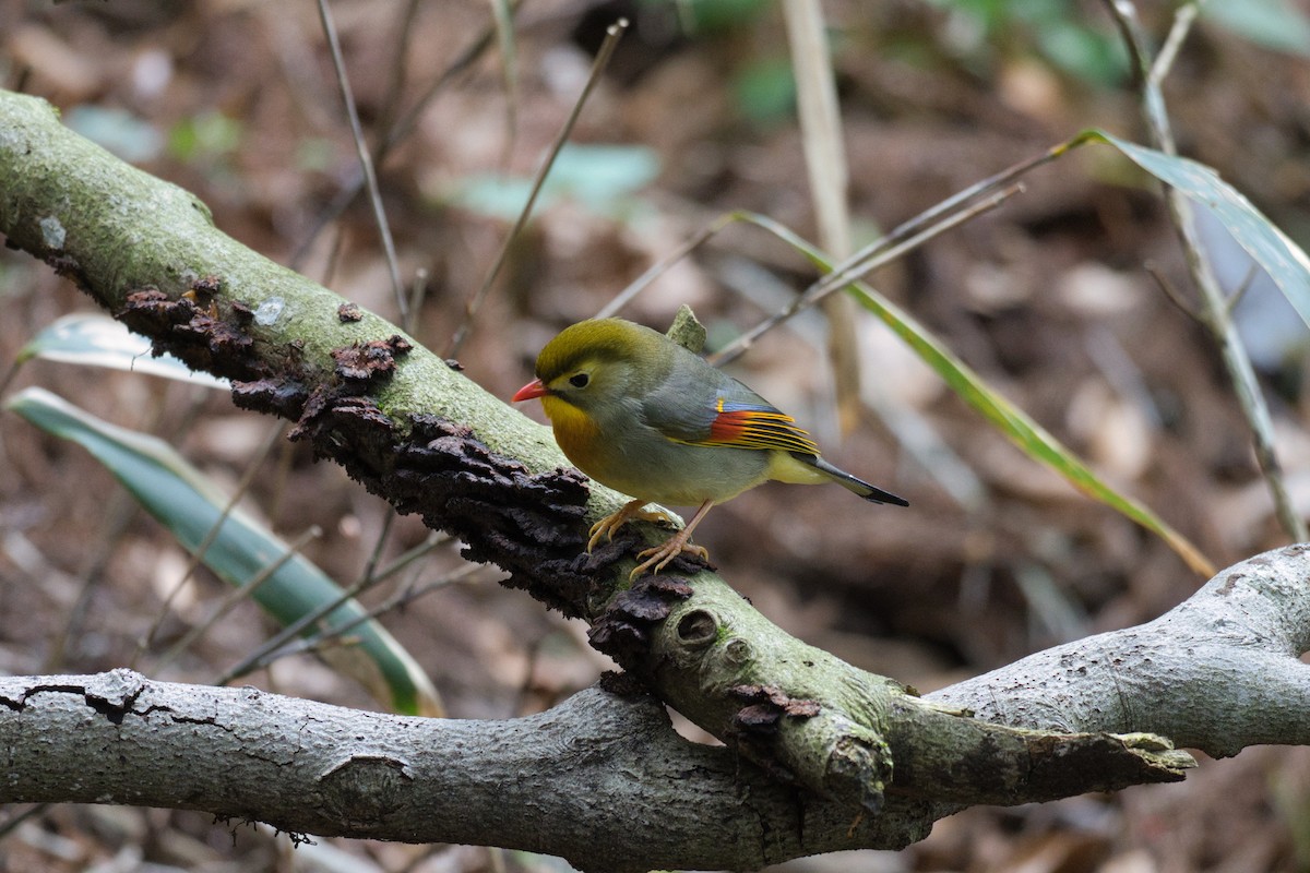 Red-billed Leiothrix - ML617971229