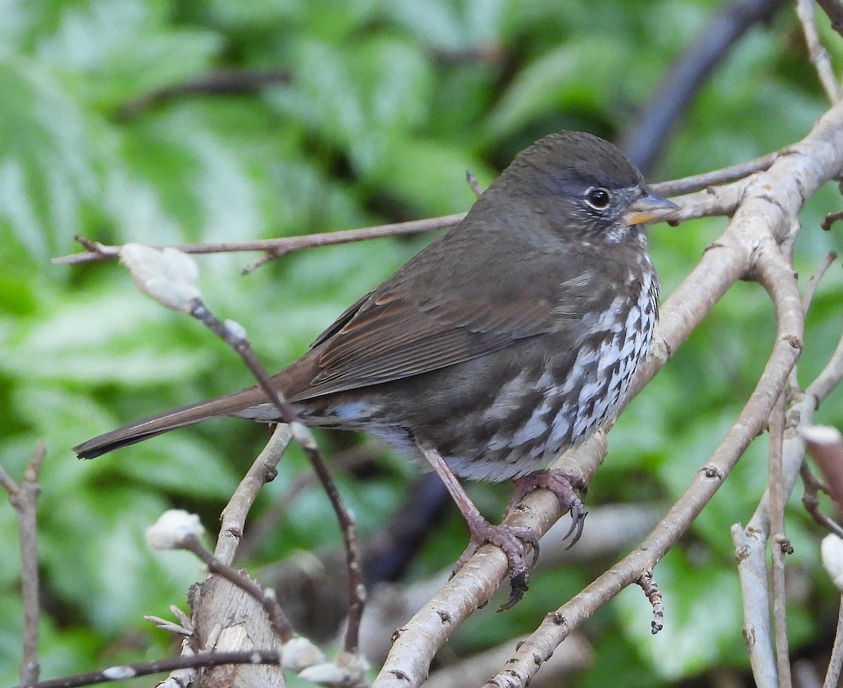 Fox Sparrow - ML617971235