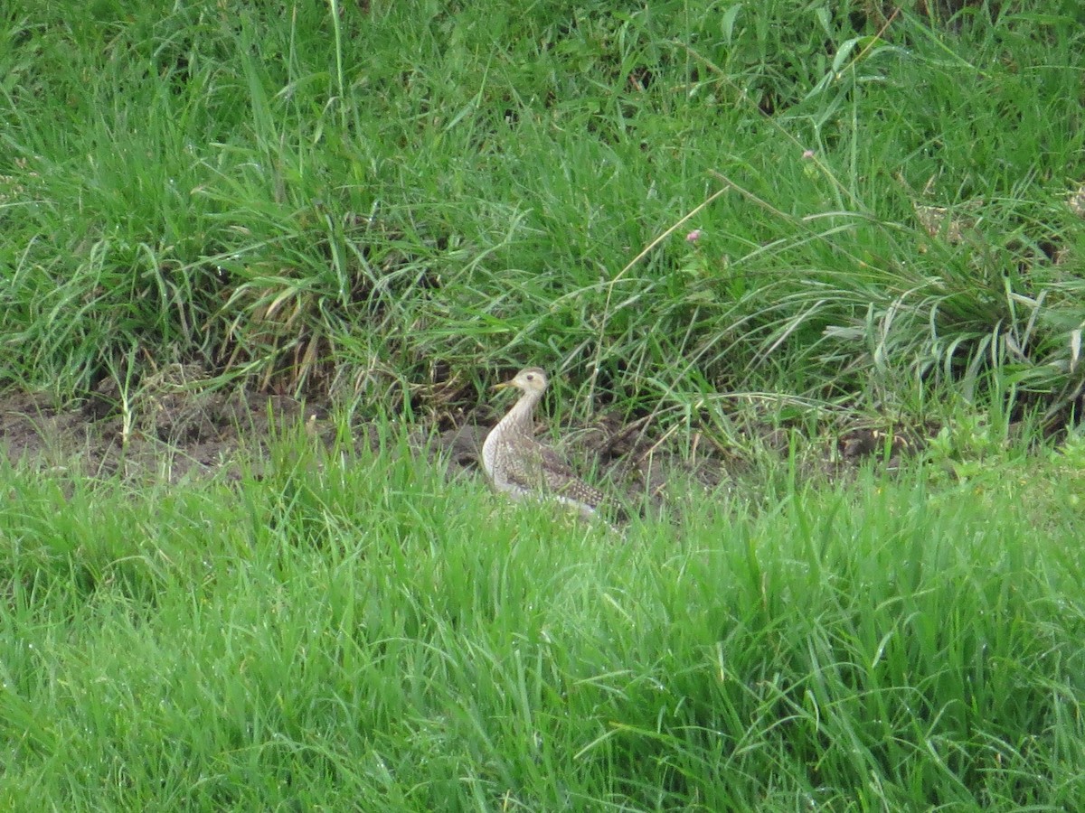 Upland Sandpiper - ML617971238