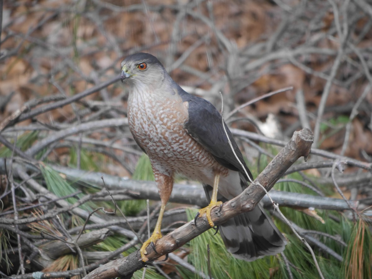 Cooper's Hawk - Cindy Dobrez