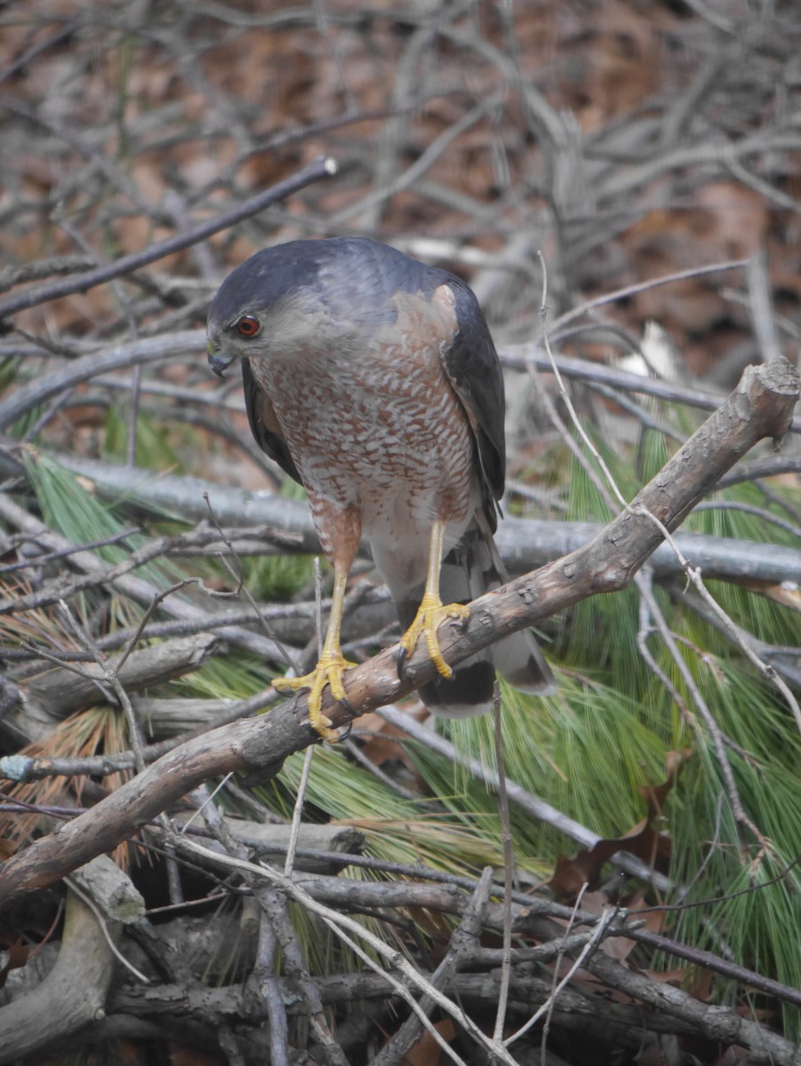 Cooper's Hawk - Cindy Dobrez