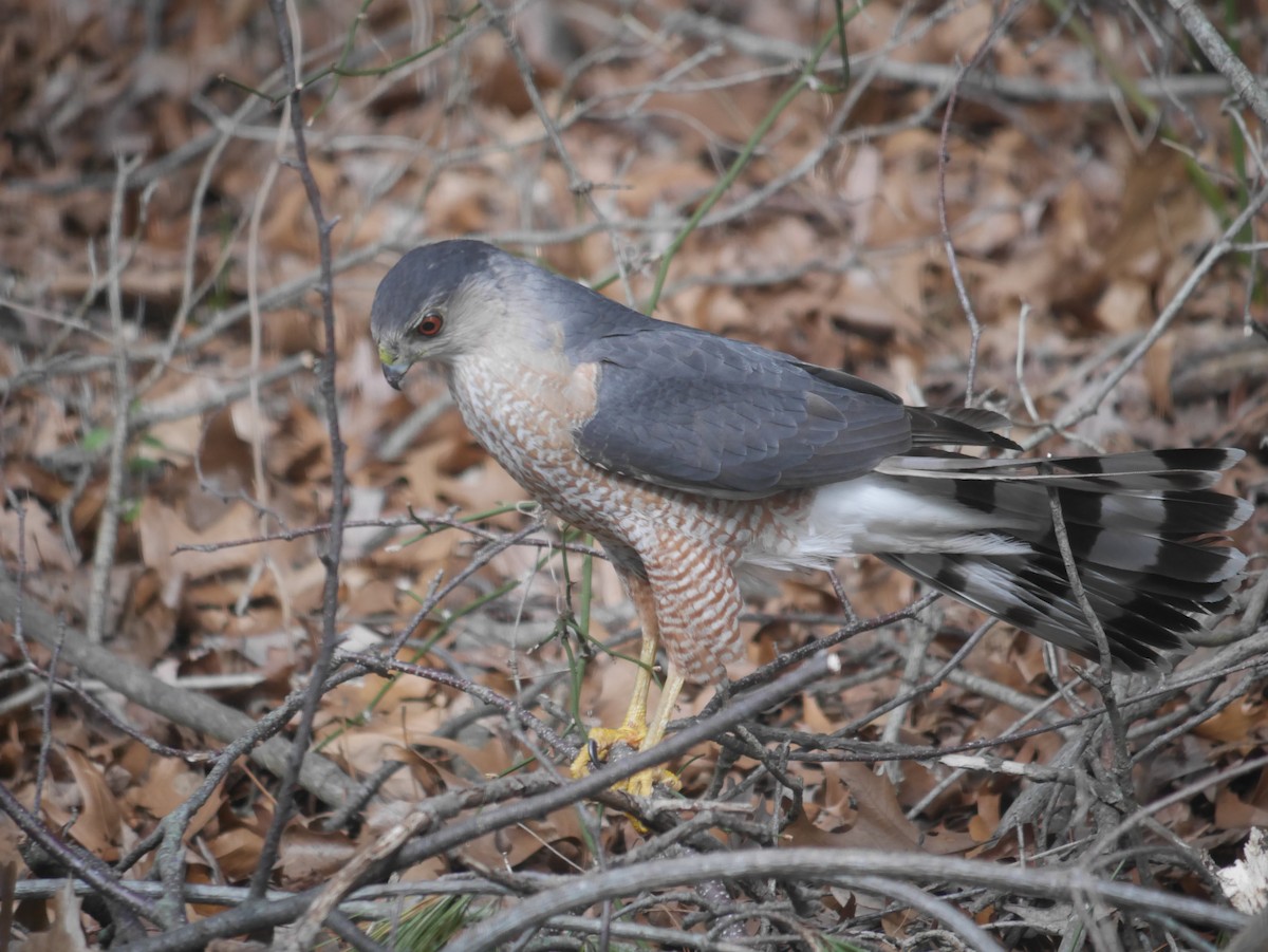 Cooper's Hawk - ML617971242