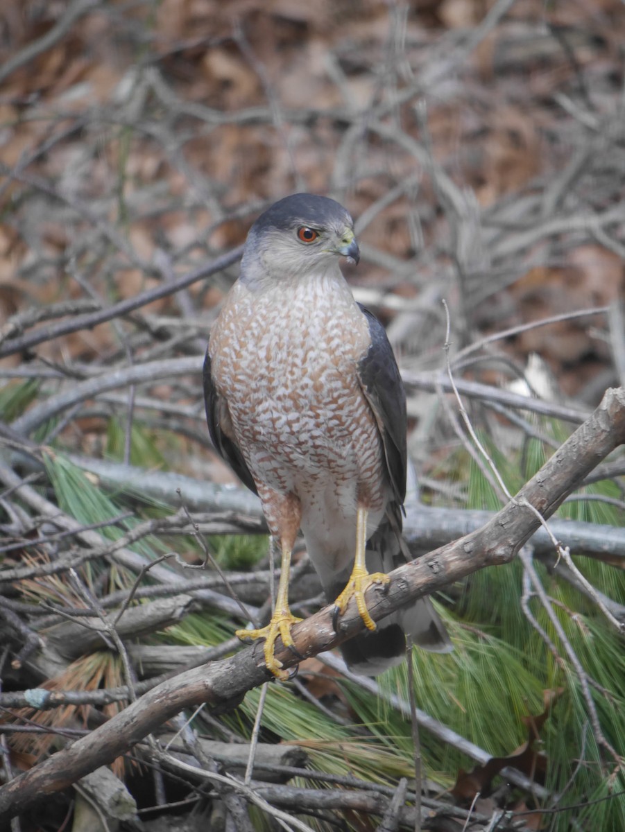 Cooper's Hawk - ML617971244