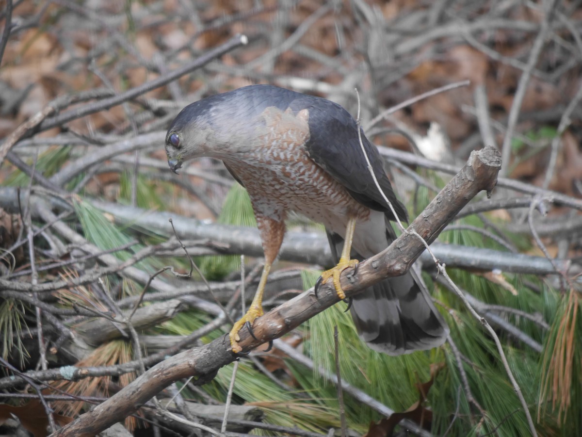 Cooper's Hawk - Cindy Dobrez