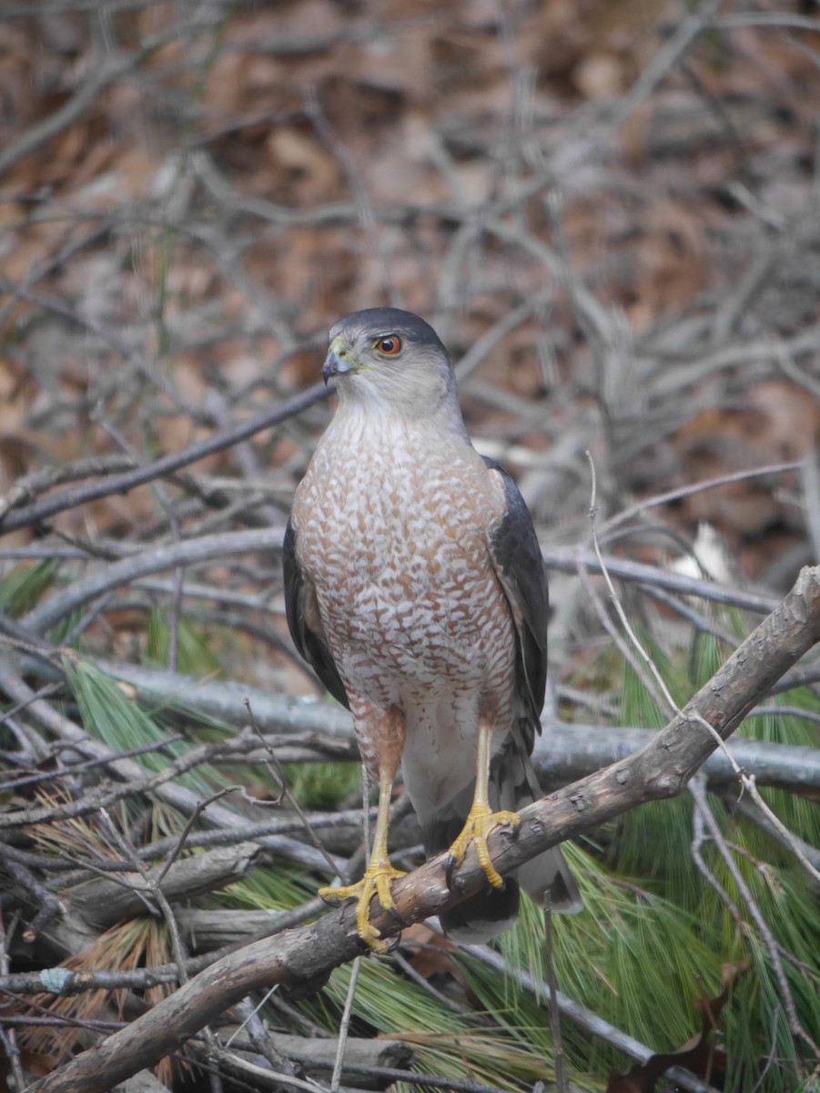 Cooper's Hawk - ML617971247