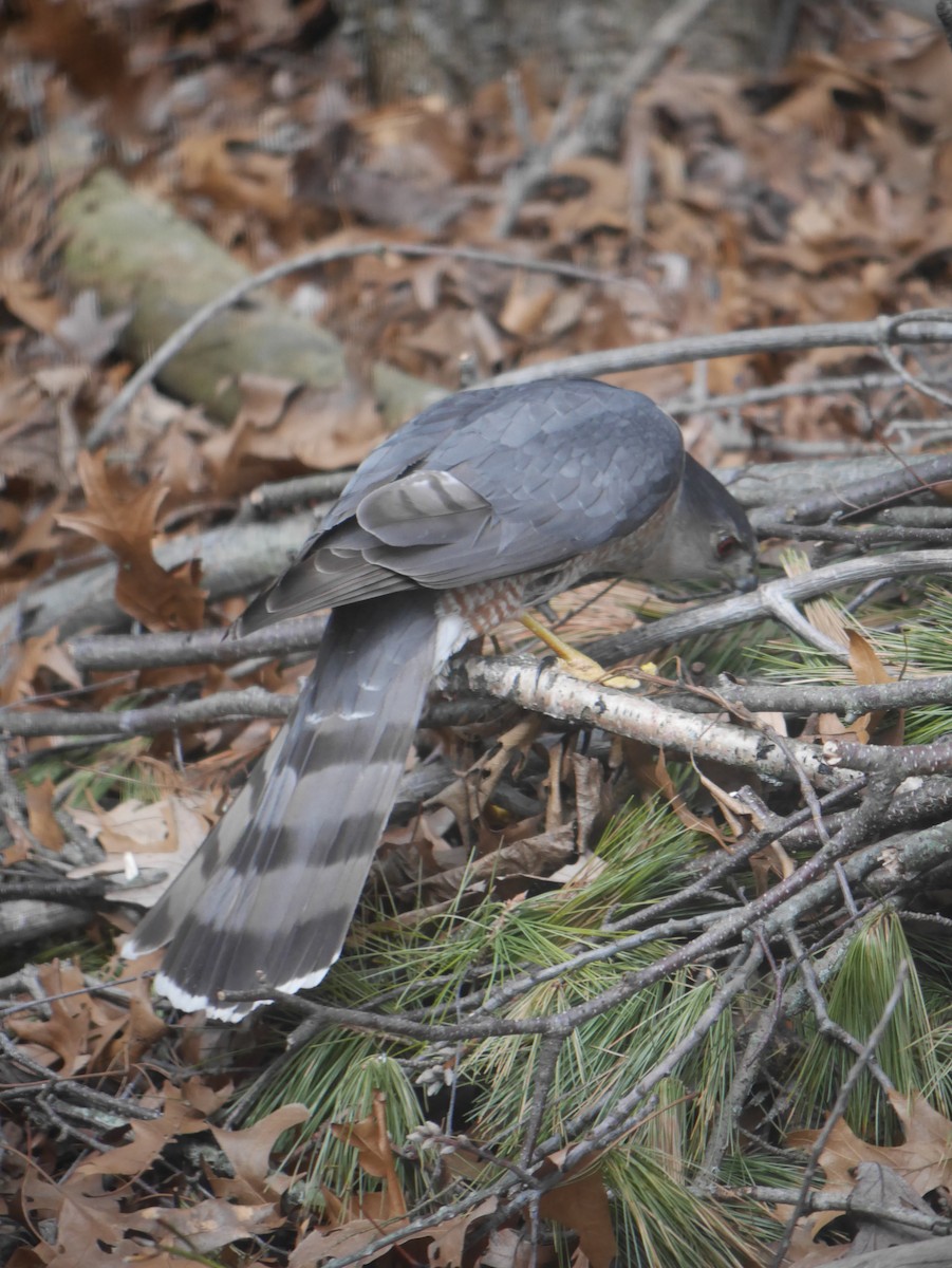 Cooper's Hawk - ML617971248