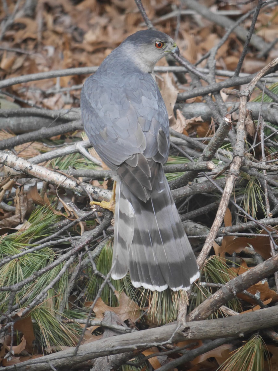 Cooper's Hawk - Cindy Dobrez