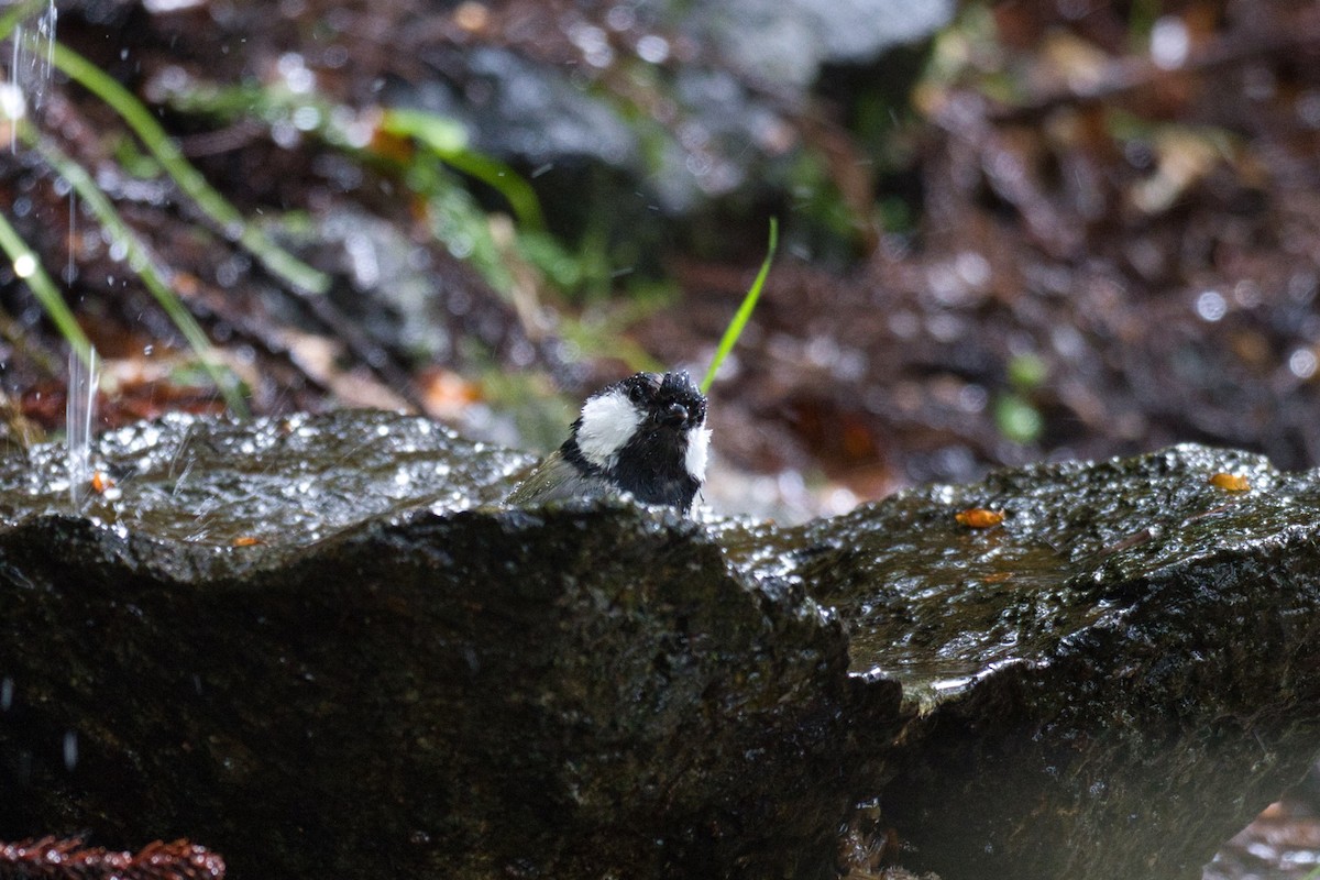 Japanese Tit - Anonymous