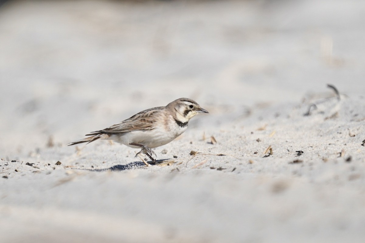 Horned Lark - Grace McCulloch