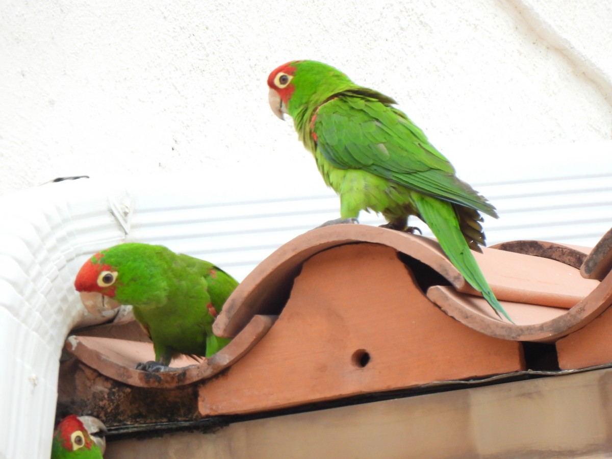 Guayaquil Papağanı - ML617971258