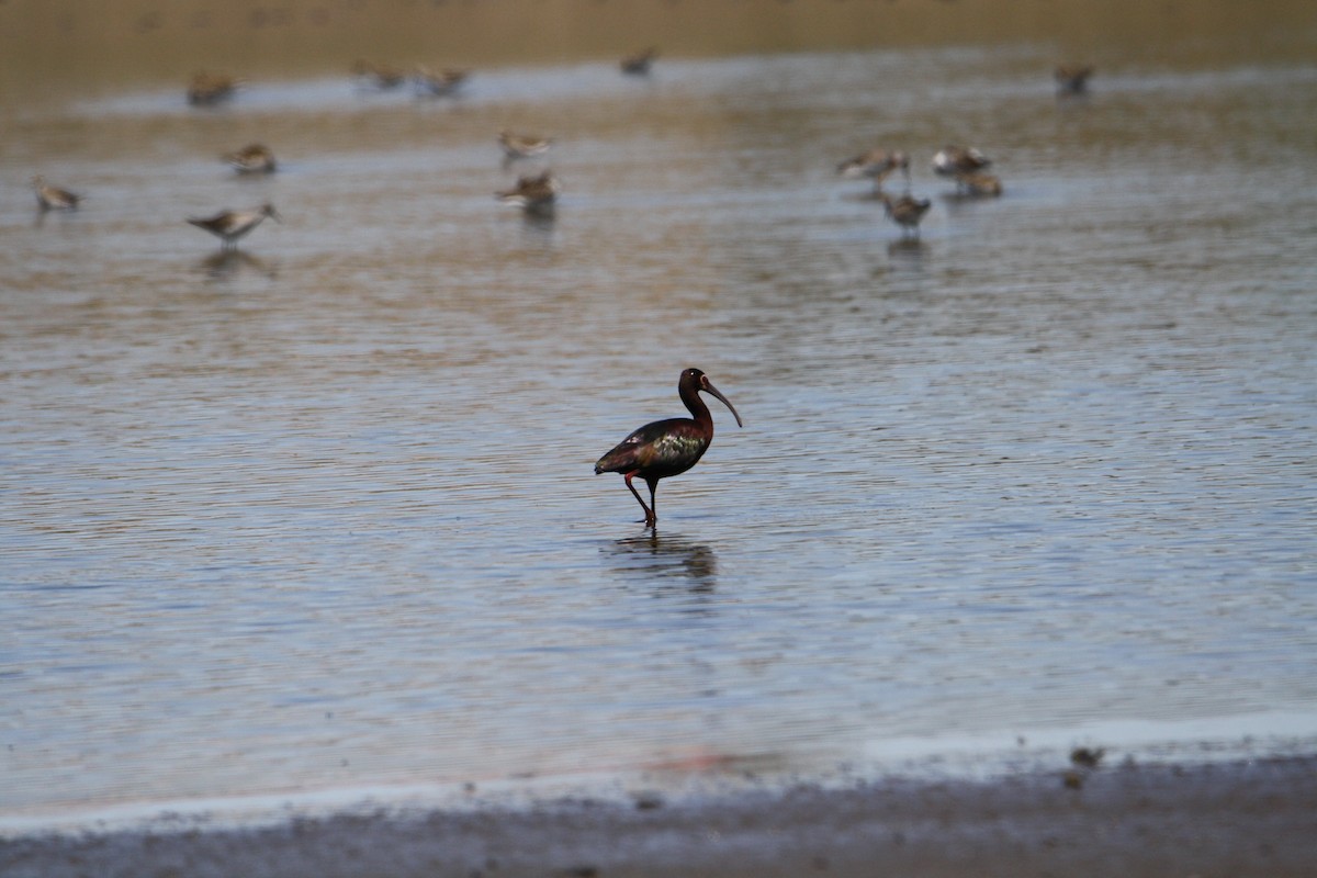 White-faced Ibis - ML617971259