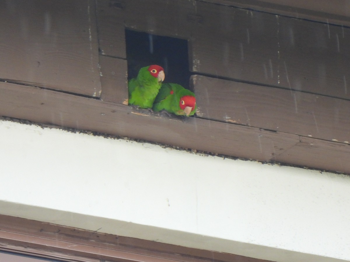 Guayaquil Papağanı - ML617971265
