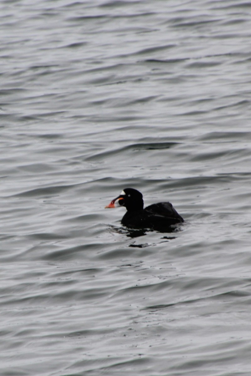 Surf Scoter - ML617971267