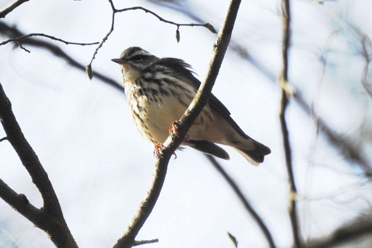 Louisiana Waterthrush - Janet Kovner