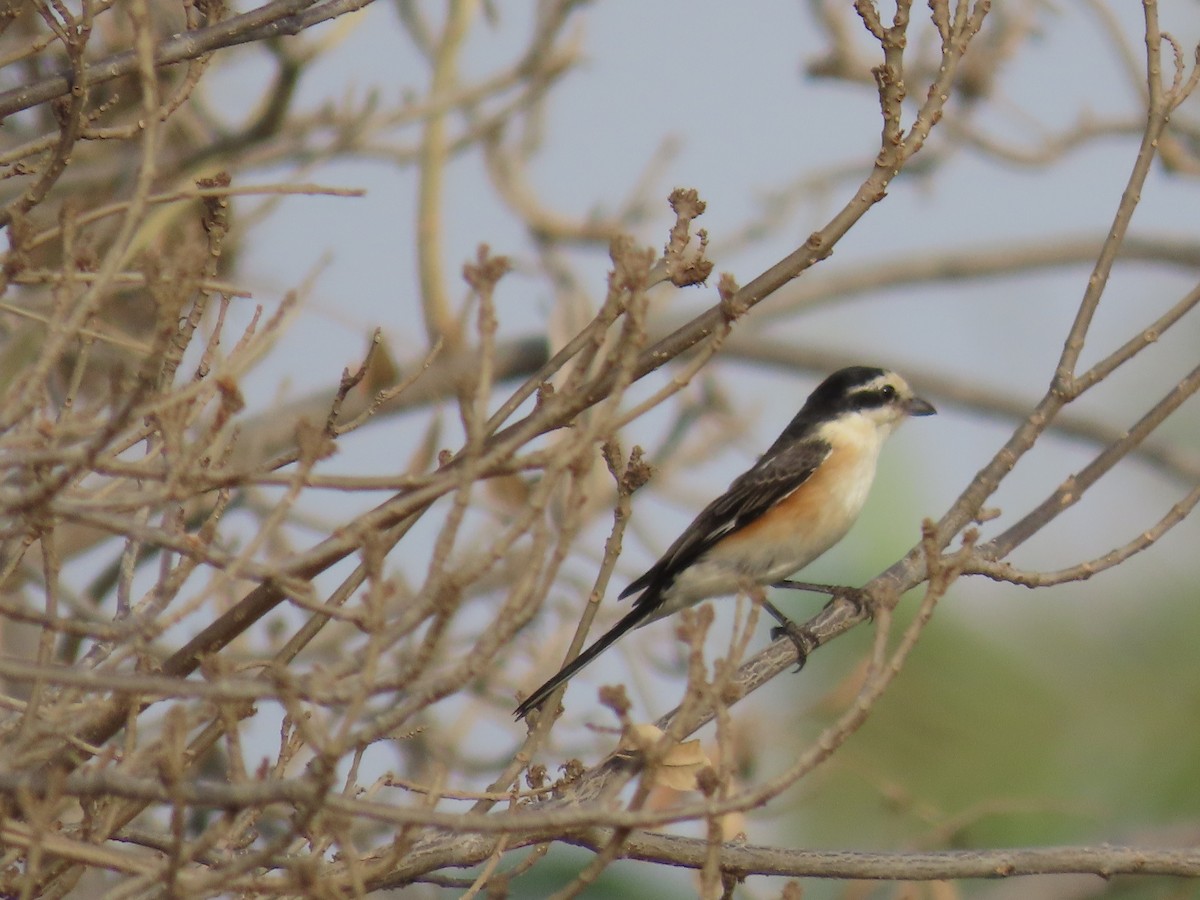 Masked Shrike - ML617971291