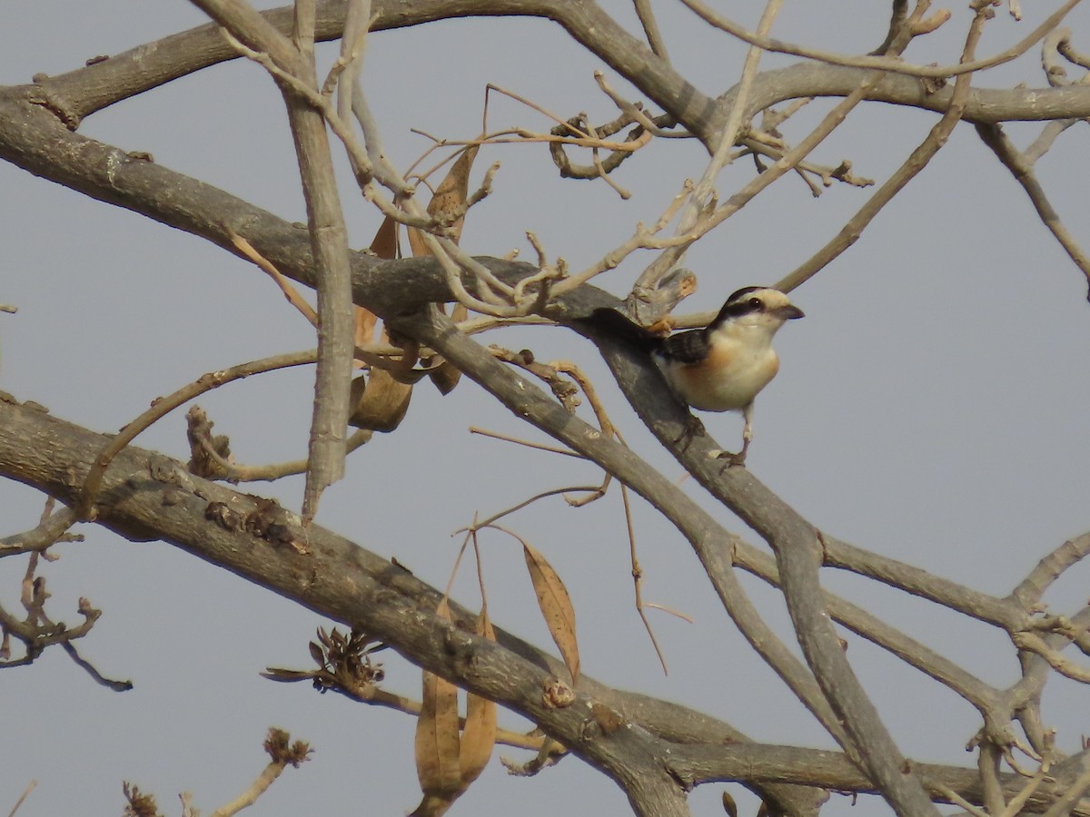 Masked Shrike - ML617971292