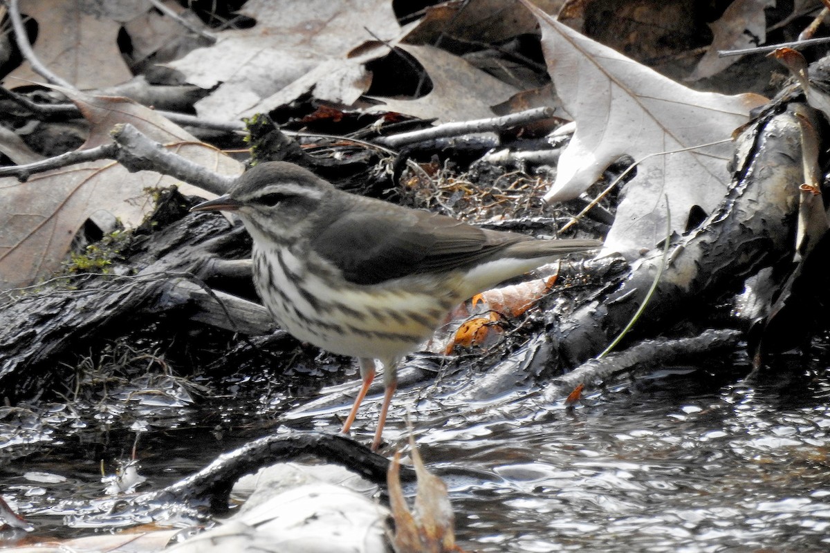 Louisiana Waterthrush - ML617971334