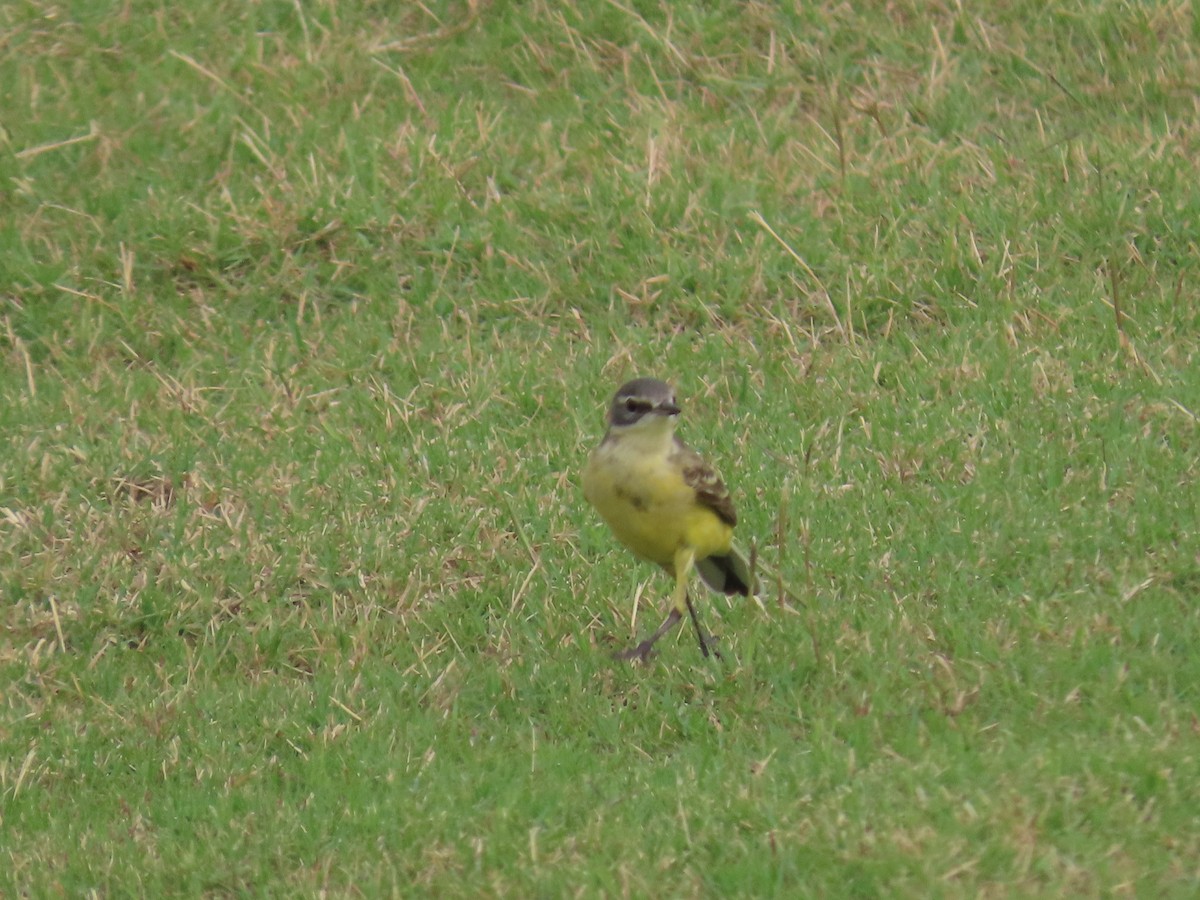 Western Yellow Wagtail - ML617971335