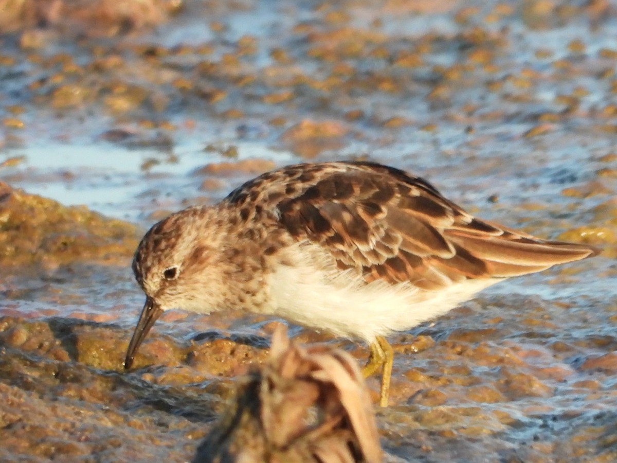 Least Sandpiper - ML617971357