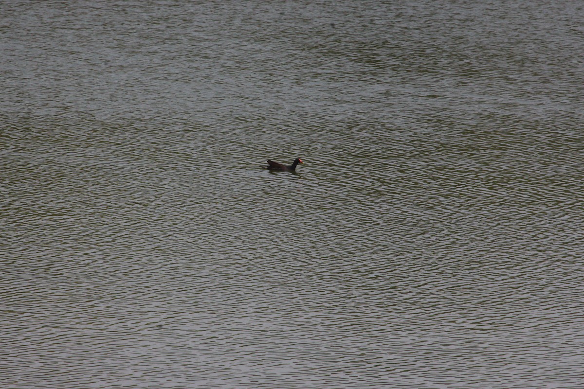 Eurasian Moorhen - ML617971365