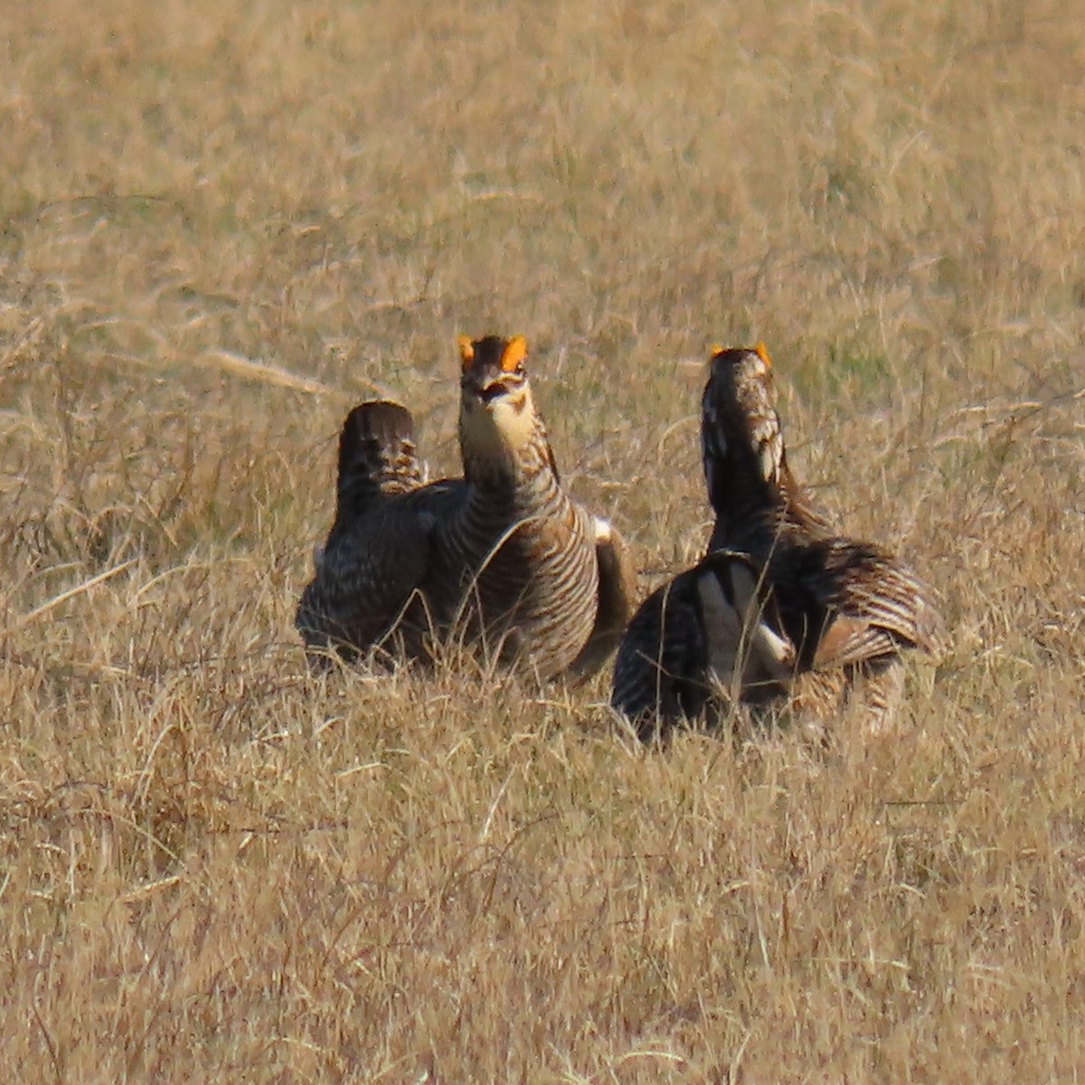 Greater Prairie-Chicken - ML617971380