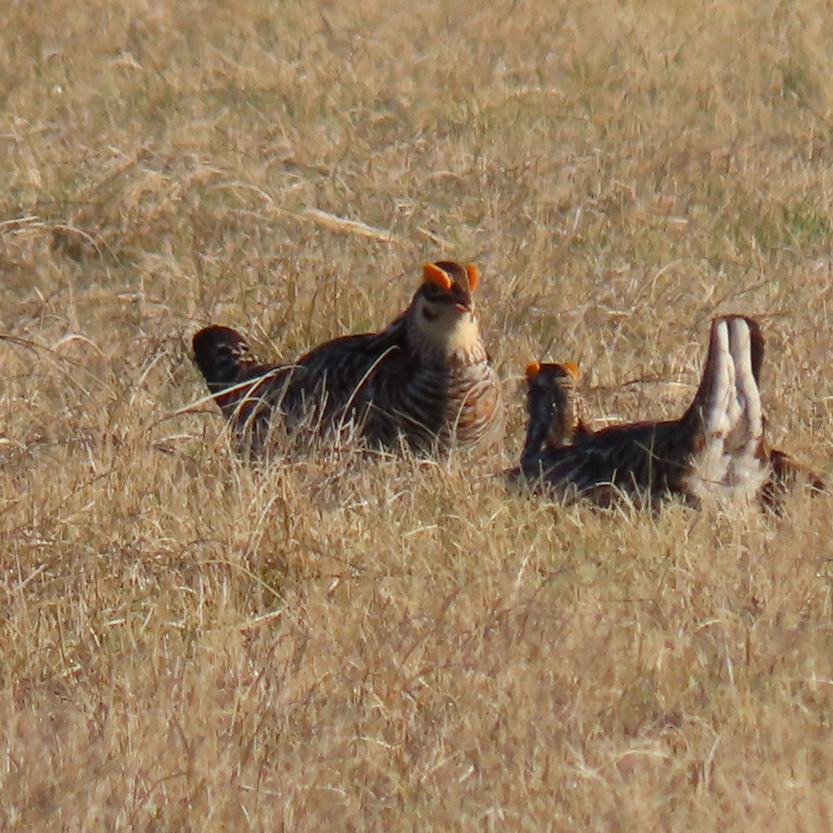 Greater Prairie-Chicken - ML617971381