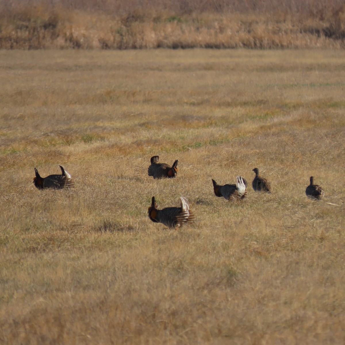 Greater Prairie-Chicken - ML617971383